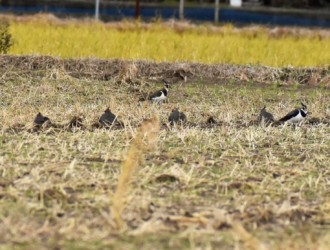 先生と生徒の風情のタゲリ