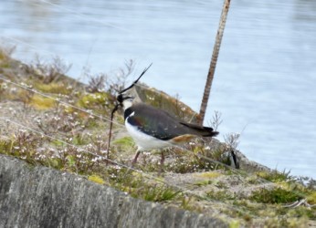 ミミズを捕ったタゲリ