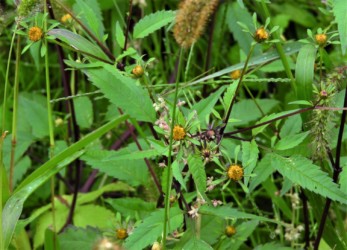 アメリカセンダングサ