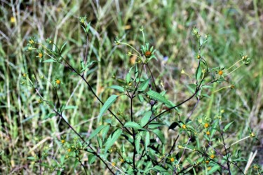 アメリカセンダングサ