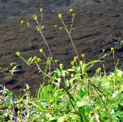 コセンダングサ