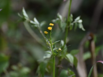 コセンダングサ
