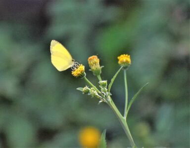 コセンダングサの蜜を吸うキタキチョウ