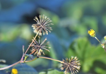 センダングサの実