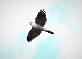 オオタカの飛翔中の成鳥