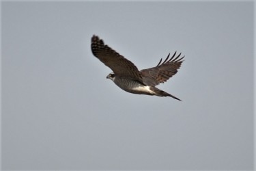 オオタカの飛翔中の成鳥