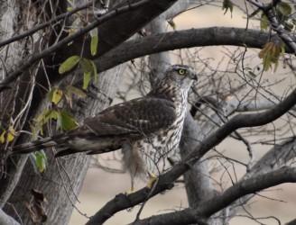 とまっている幼鳥