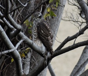 とまっている幼鳥