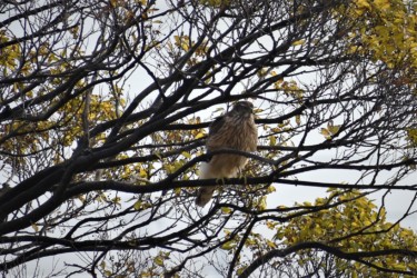 とまっている幼鳥