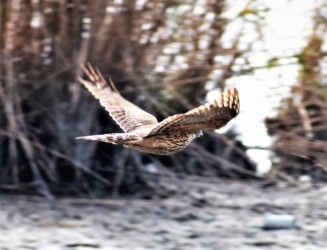ヨシ原の中で獲物を探すよう