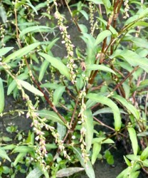 ヤナギタデの葉と花