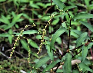 ヤナギタデの葉と花