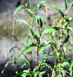 ヤナギタデの葉と花