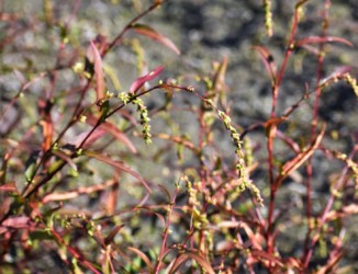 秋が深まったヤナギタデ