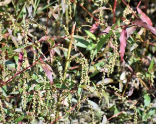 秋が深まったヤナギタデ