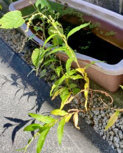 自宅の駐車場脇で咲くヤナギタデ