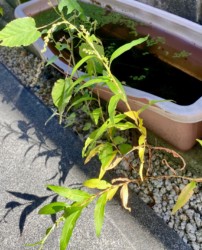 自宅の駐車場脇で咲くヤナギタデ