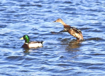 飛び立ちから飛翔までの経過