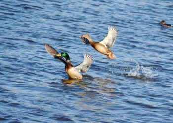 飛び立ちから飛翔までの経過