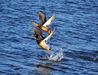 飛び立ちから飛翔までの経過