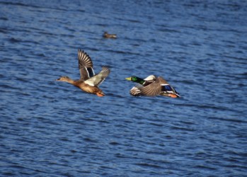 飛び立ちから飛翔までの経過