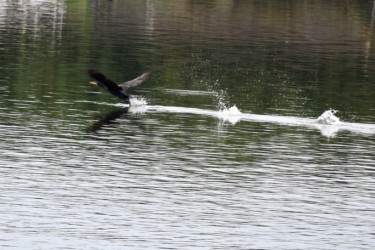 カワウの水面を蹴っての飛び立ち