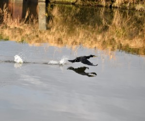 カワウの水面を蹴っての飛び立ち