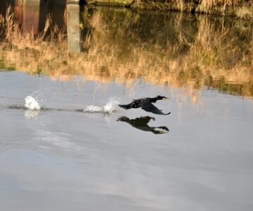カワウの水面を蹴っての飛び立ち