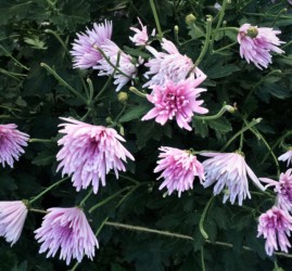 一部切り取られたモッテノホカ