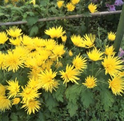 黄色の食用ギク