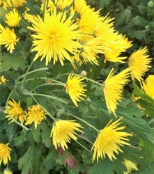 一部切り取られた黄色の食用ギク