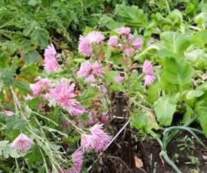 畑の一部に植えられたモッテノホカ