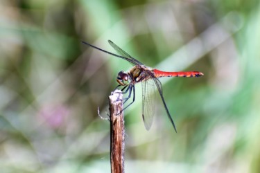 アキアカネのオス