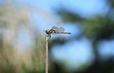 アキアカネのメス