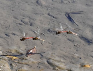 2組の連結飛翔中