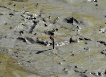 単独での打泥産卵中