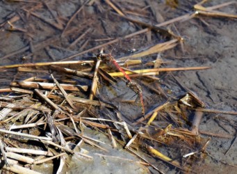 田んぼの水溜まりの打泥産卵中