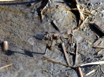 田んぼの水溜まりの打泥産卵中