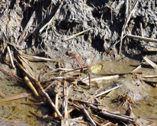 田んぼの水溜まりの打泥産卵中