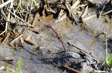 田んぼの水溜まりの打泥産卵中