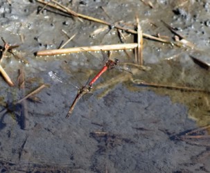 水溜まりの間を連結飛翔中