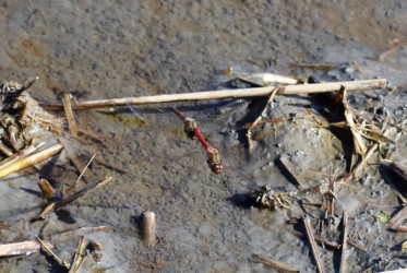水溜まりの間を連結飛翔中