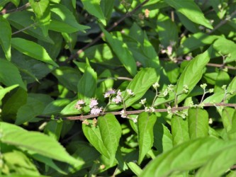 ムラサキシキブの花