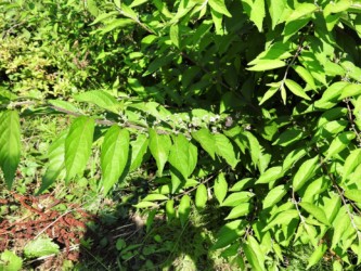 ムラサキシキブの花