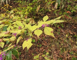 山中のムラサキシキブ