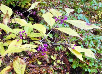 山中のムラサキシキブ