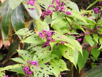 山中のオオムラサキか?