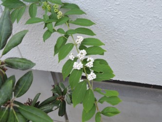 白いムラサキシキブ