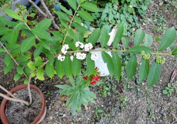 白いムラサキシキブ