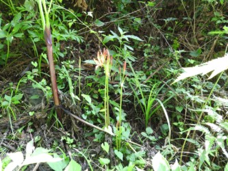 小さな株のキツネノカミソリ